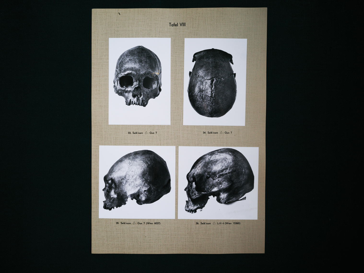 Page showing four black and white photographs of skulls
