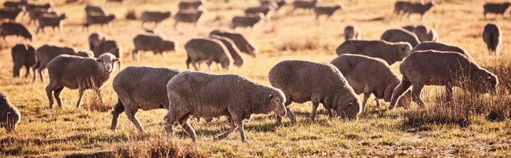 Sheep grazing in a grass field.